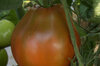 Tomates - Black Pear