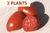 Plants de Tomates - Plants de Tomate Bigarrée Speckled Roman AB