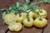 Tomates - White Wonder