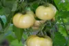 Tomates - White Wonder