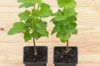 Plants de Groseillier, cassissier & caseille - Cassissier autofertile "Andega" 2 plants bio