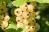 Plants de Groseillier, cassissier & caseille - Cassissier "Ojeblanc" 2 plants bio