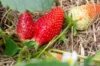 Plants de Fraisiers - Fraisiers "Favette" 3 plants bio