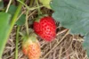 Strawberry plants - Strawberry Cijosée 3 organic plants
