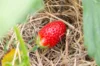 Strawberry plants - Strawberry Mara des bois 3 organic plants