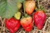 Strawberry plants - Strawberry Gariguette 3 organic plants