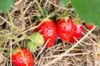 Strawberry plants - Strawberry Mamie 3 organic plants