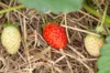Strawberry plants - Strawberry Mme Moutot 3 organic plants