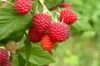 Plants de Framboisiers & mûriers - Framboisiers remontants "Augustred" 2 plants bio