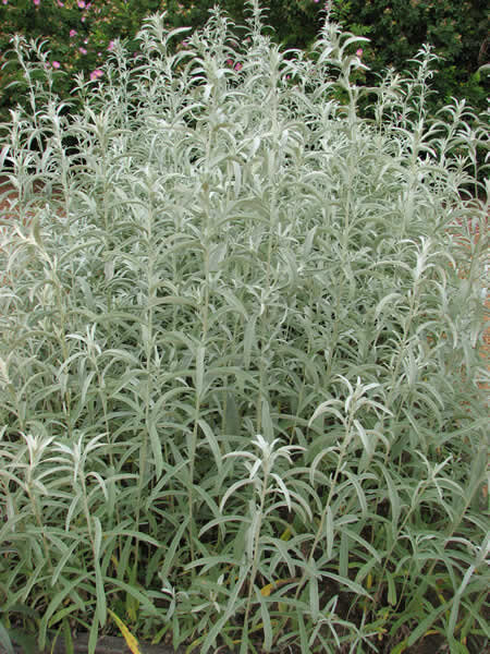 Artemisia - Artemisia ludoviciana