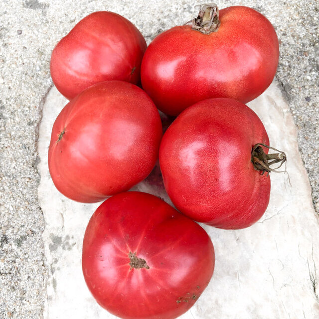 Tomates - Potager de Vilvoorde