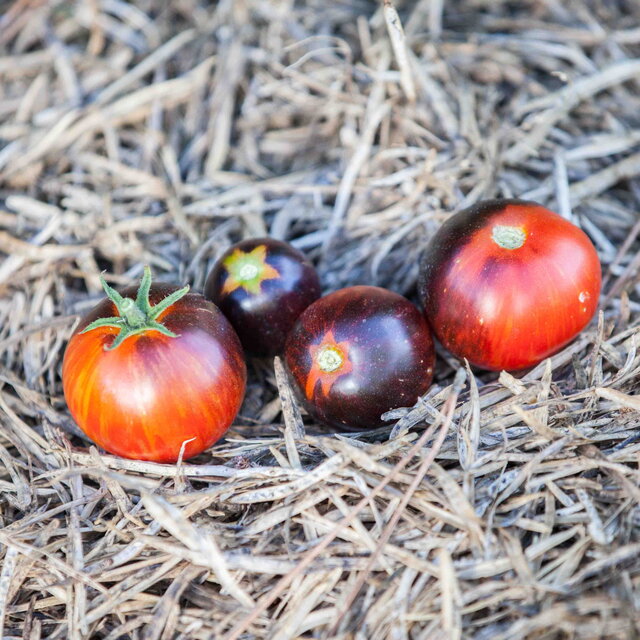 Tomates - Black Shadow