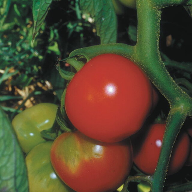 Tomates-Cerises - Fakel