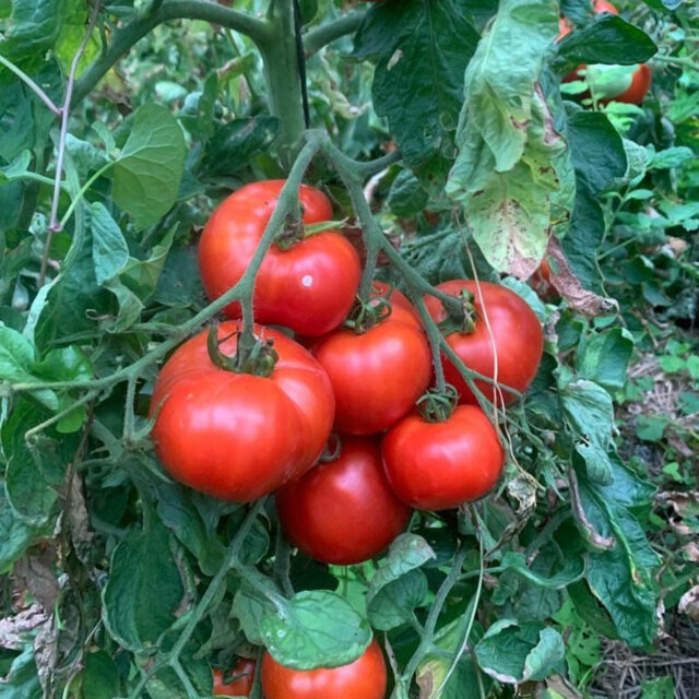 Tomate Rouge Red Brandywine Association Kokopelli