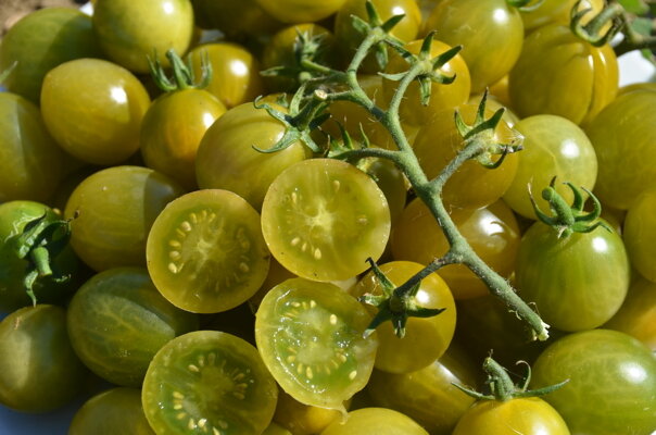 Tomates-Cerises - Verde Claro