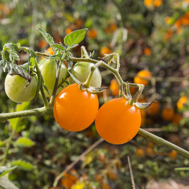 Tomates - Orange Bourgois