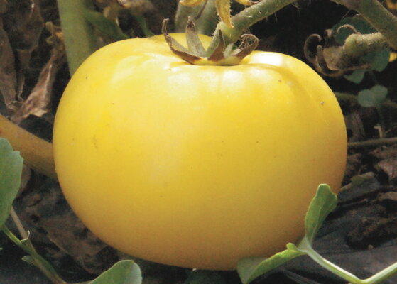 Tomates - Lemon Bush