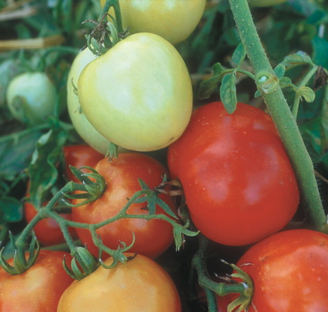 Tomates - Precocibec