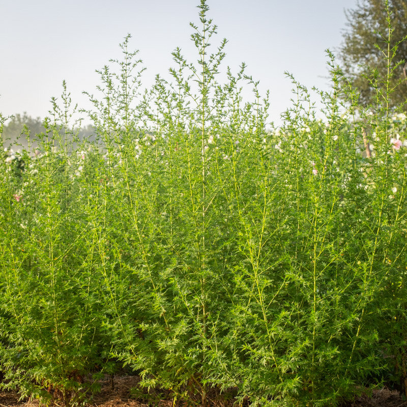 Artemisia - Artemisia annua - Association Kokopelli