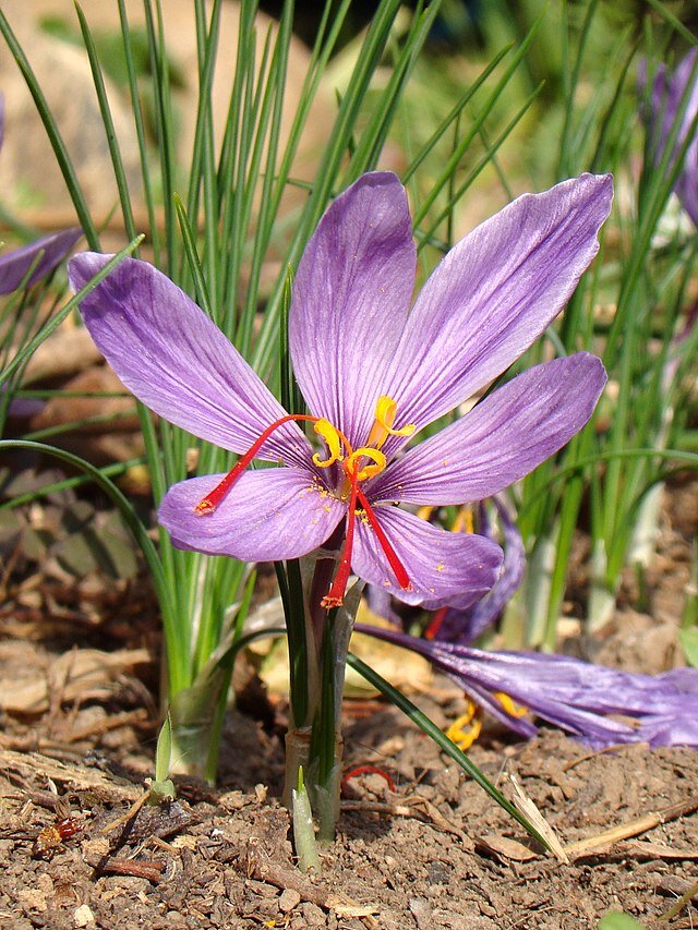 Bulbes de Crocus à Safran - Crocus sativus -  5 Bulbes  fleur de Safran