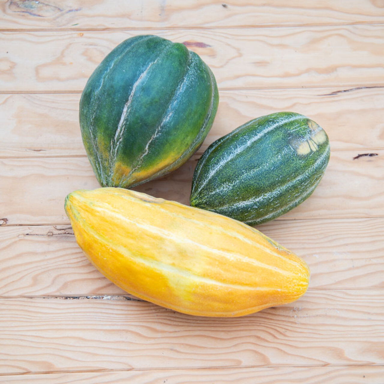 Melons Esperanza de Oro / Melon d’Espagne Association Kokopelli