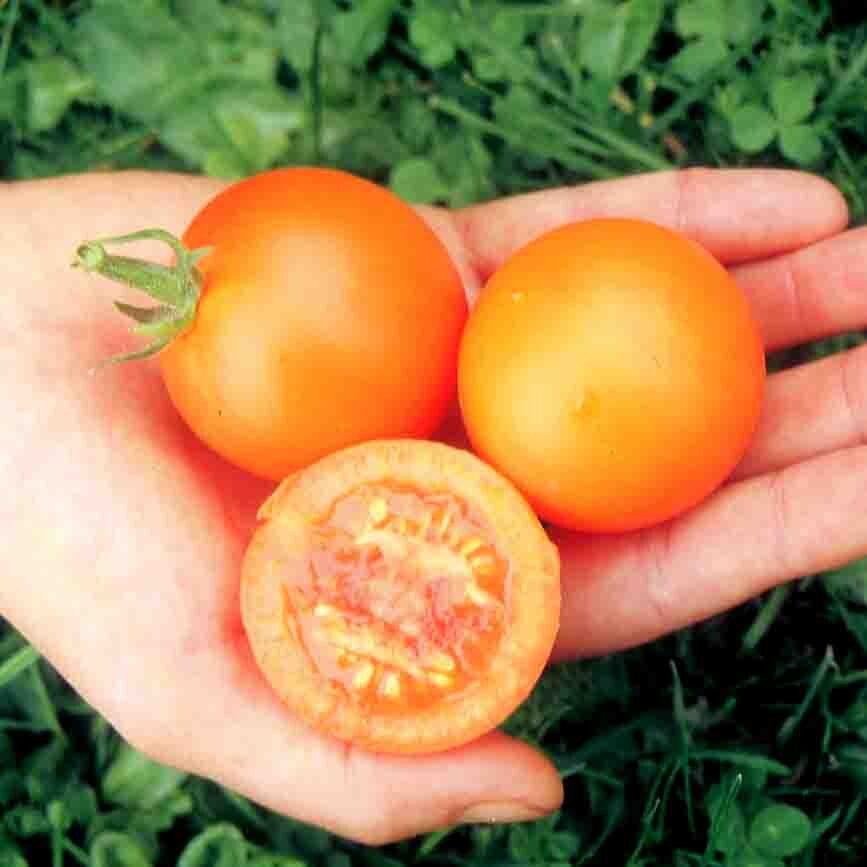 Tomate Orange Auriga Association Kokopelli