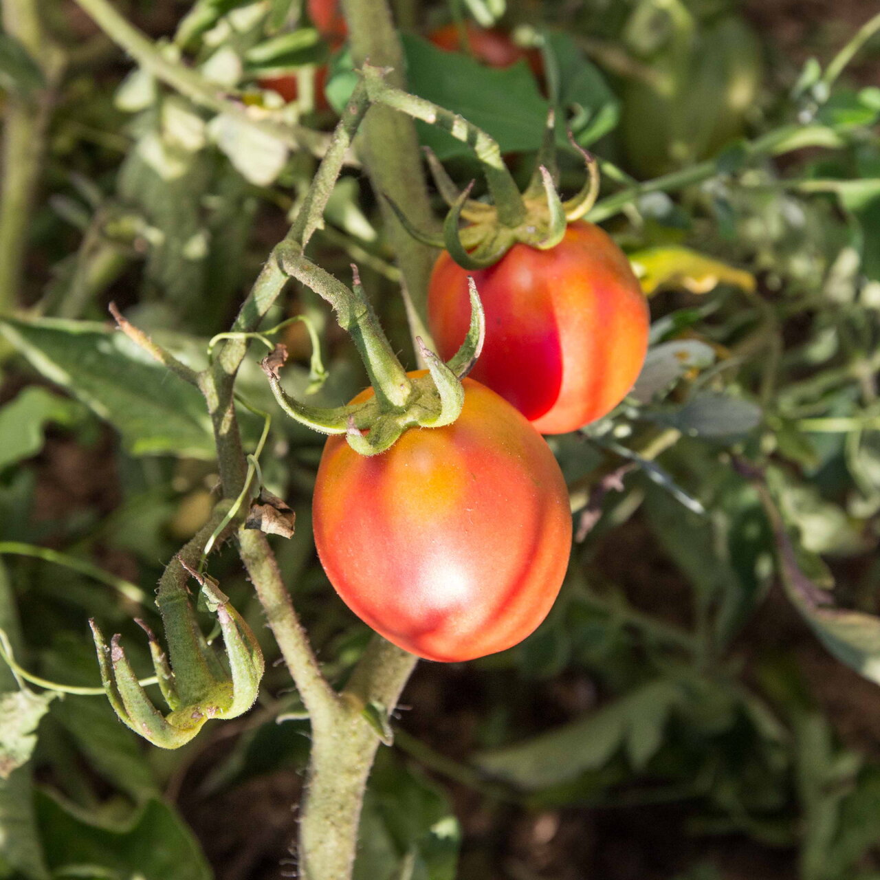 Tomate Cerise Bigarrée Madagascar Association Kokopelli