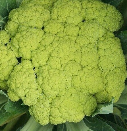 Choux Fleurs Verde Di Macerata Association Kokopelli