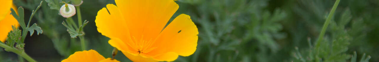 Coquelicots de Californie