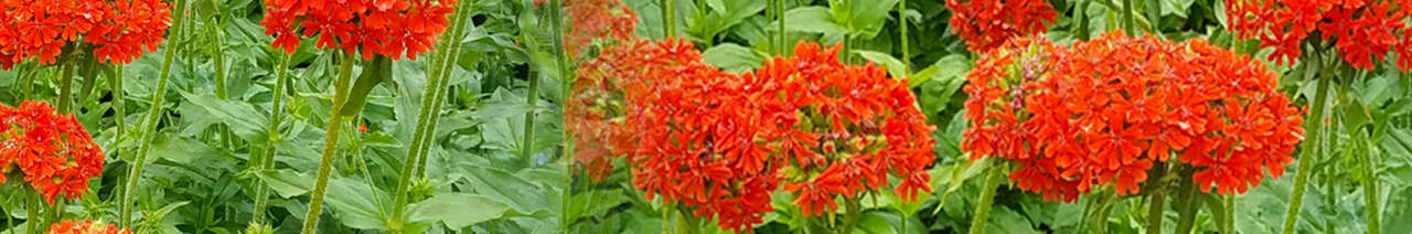 Lychnis