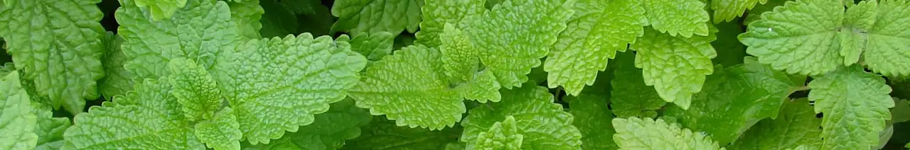 Lemon balm