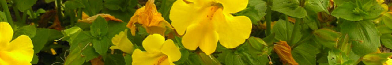 Mimulus