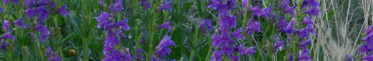 Penstemon