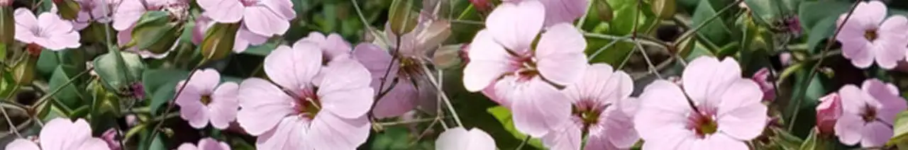 Saponaire des vaches