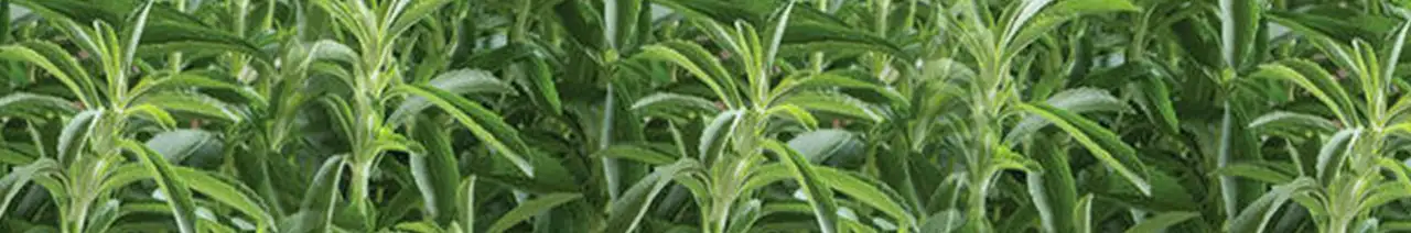 Stevia