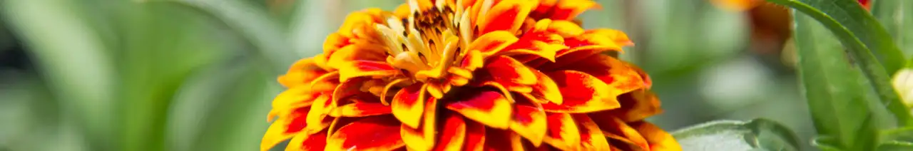 Zinnia