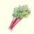 Rhubarbe