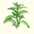 Stevia