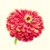 Zinnia